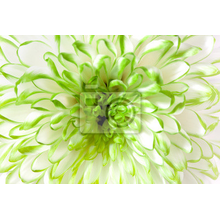 Фотообои с бело-зеленым цветком