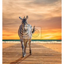 Фотообои с зеброй на фоне заката (морской пейзаж)