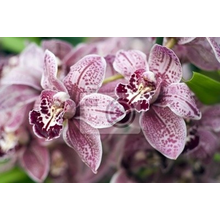 Фотообои с сиреневыми орхидеями