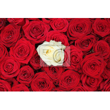 Фотообои - Белая роза на фоне красных роз