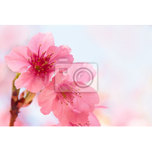 Фотообои с цветущей сакурой (макро фото)