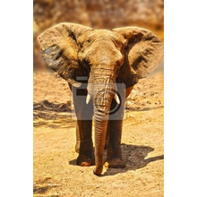 Фотообои с огромным слоном