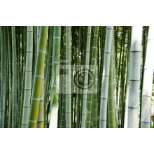 Фотообои с зеленым бамбуком