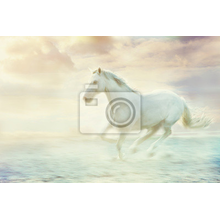 Фотообои на стену с белой лошадью в тумане