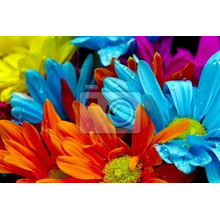 Фотообои с разноцветными цветами