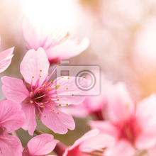 Фотообои с цветущей вишней