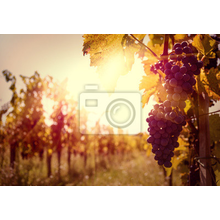Фотообои с виноградником на закате