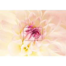 Фотообои с розовым георгином - макро фото