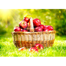 Фотообои для кухни с натюрмортом - Корзина с яблоками в саду
