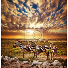 Фотообои с зебрами в саванне