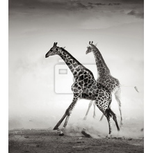 Фотообои с жирафами
