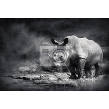 Фотообои с носорогом