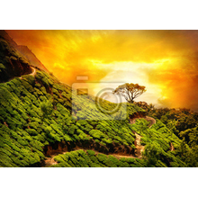 Фотообои - Чайные плантации на закате солнца - пейзаж
