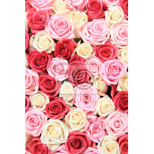 Фотообои с фоном белых и розовых роз
