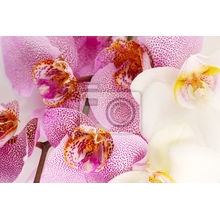 Фотообои на стену - Орхидеи макро