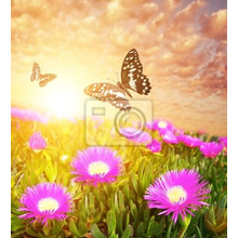 Фотообои с бабочками над полем красочных цветов