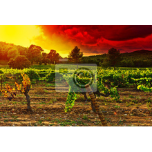 Фотообои на стену с виноградниками (поле, пейзаж)