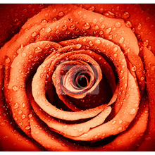 Фотообои с розой и каплями росы