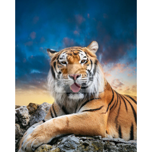 Фотообои с красивым тигром
