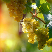 Фотообои с белым виноградом