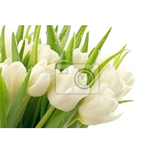 Фотообои - Белоснежные тюльпаны