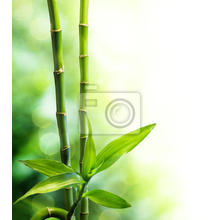 Фотообои - Два бамбуковых стебля