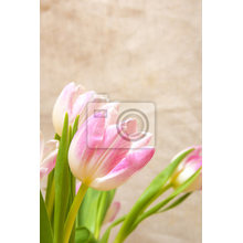 Фотообои на стену с розовыми тюльпанами