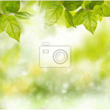 Фотообои - Зеленая весенняя листва