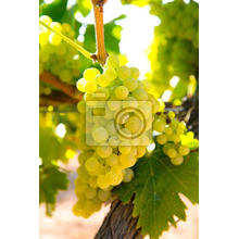 Фотообои на стену с белым виноградом