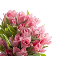 Фотообои - Прекрасные розовые тюльпаны