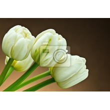 Фотообои с белыми нежными тюльпанами