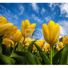 Фотообои - Цветущие желтые тюльпаны