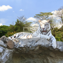 Фотообои на стену "Бенгальский тигр"