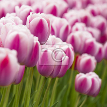 Фотообои с красивыми тюльпанами
