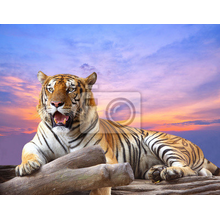 Фотообои "Тигр на рассвете"