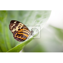 Фотообои с бабочкой на зеленом листе