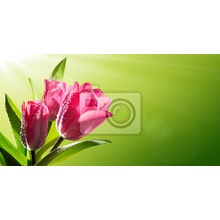 Фотообои - Тюльпан на зеленом фоне