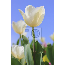 Фотообои - Тюльпаны на фоне голубого неба