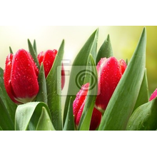 Фотообои на стену с красными тюльпанами