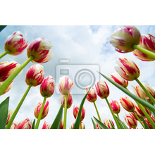 Фотообои - Поле прекрасных тюльпанов на фоне неба