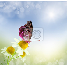 Фотообои - Бабочка и ромашки