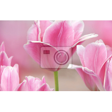 Фотообои с розовыми тюльпанами