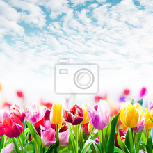 Фотообои с разноцветными тюльпанами и синим небом