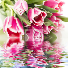 Фотообои - Красивый букет розовых тюльпанов