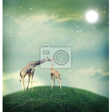 Фотообои - Влюбленные жирафы