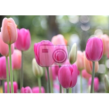 Фотообои с весенними тюльпанами