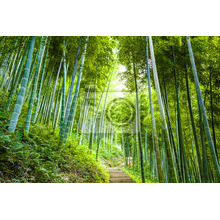 Фотообои с зеленым бамбуковым лесом
