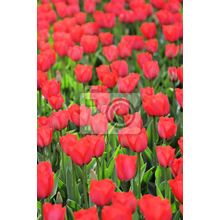 Фотообои - Поле красных тюльпанов