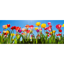 Фотообои - Панорама с разноцветными тюльпанами
