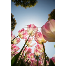 Фотообои - Прозрачные розовые тюльпаны в солнечном свете